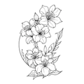 Sacred Lily