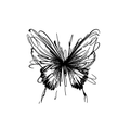Delicate